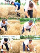 九巨龙这两学校竟麦浪滚滚!太美!太用心!