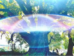 助力乡村振兴发展,世界上最老的野生古树普洱茶王种群诞生